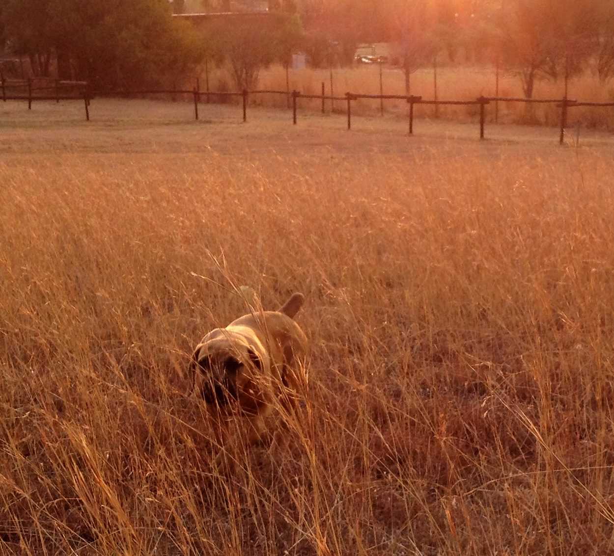 Golden field at sunset