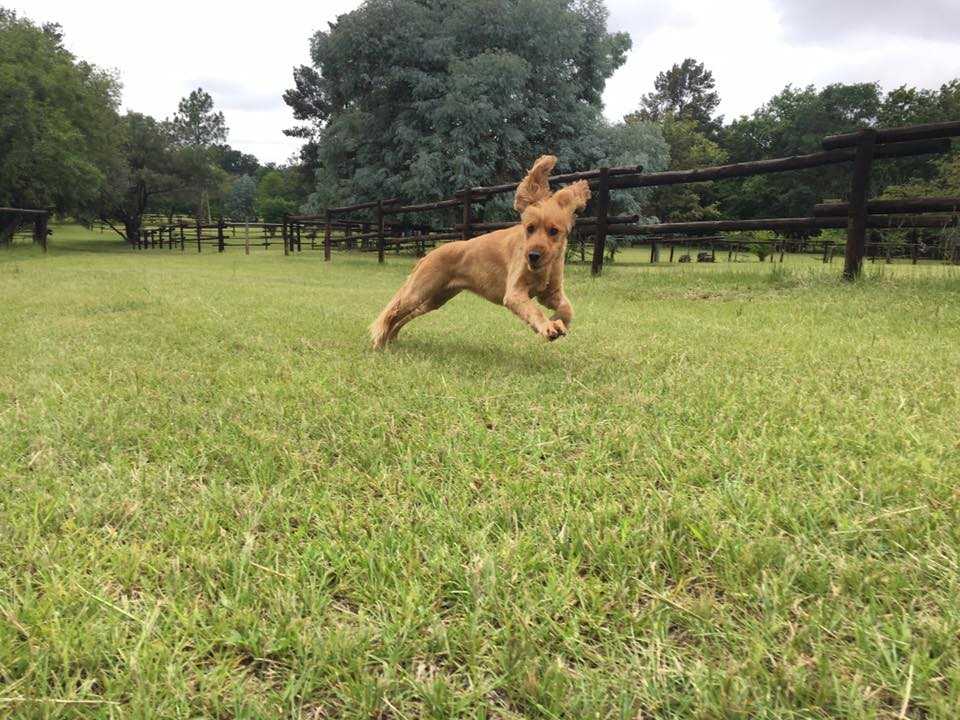 Happy dog at Pin Oaks