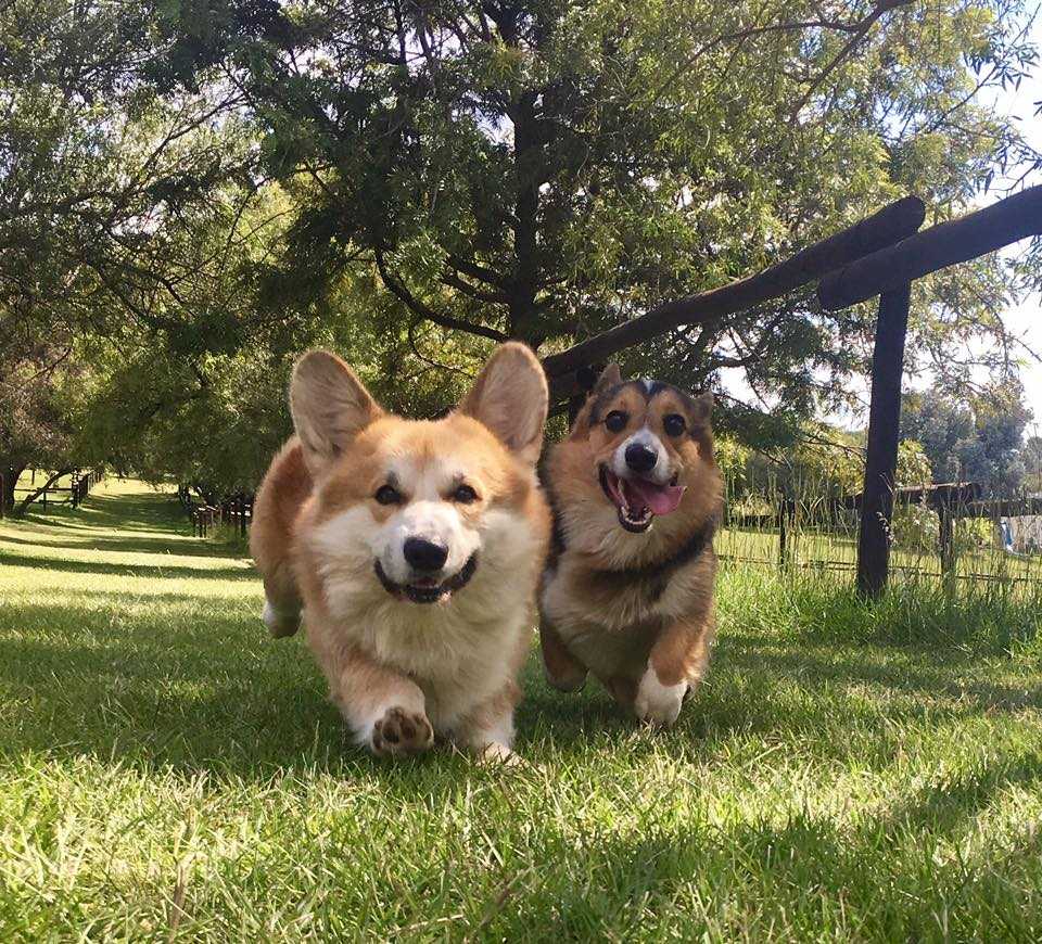 Happy dog at Pin Oaks