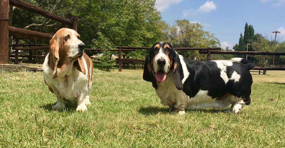 Content dogs at Pin Oaks