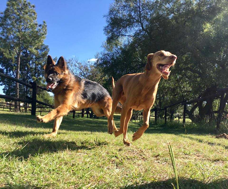 Active dogs running in the Pin Oaks paddocks