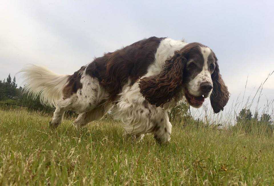 Happy dog at Pin Oaks
