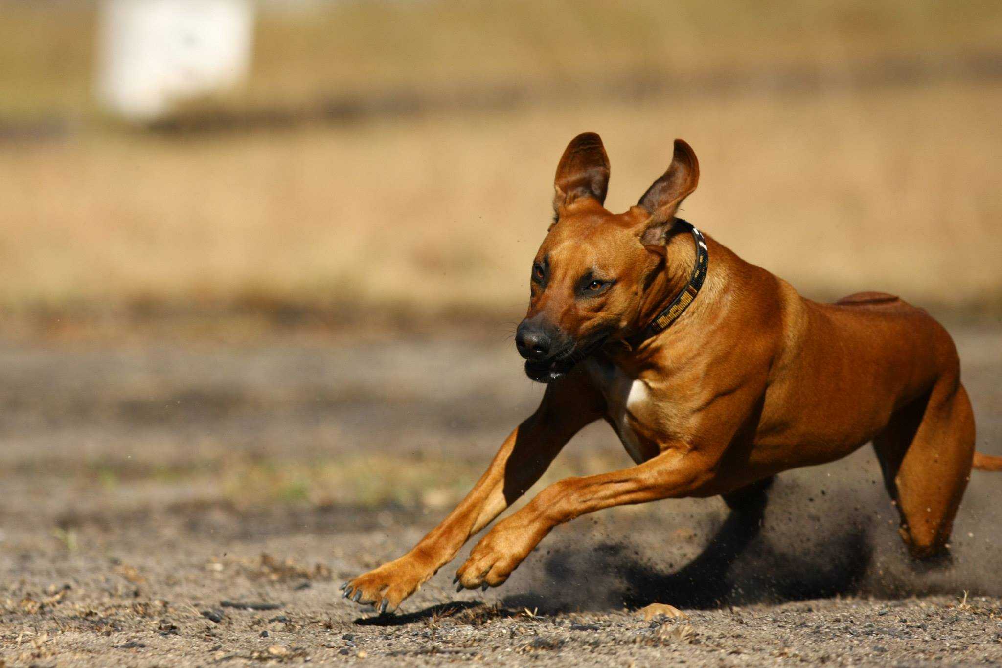 Ridgeback running