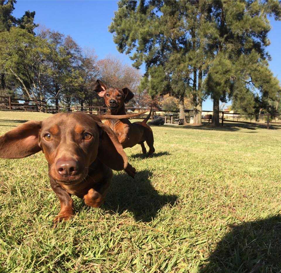 Happy dog at Pin Oaks