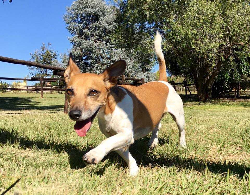 Happy dog at Pin Oaks