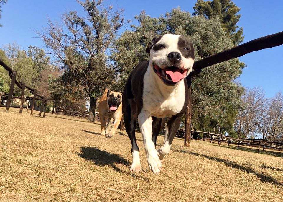Happy dog at Pin Oaks
