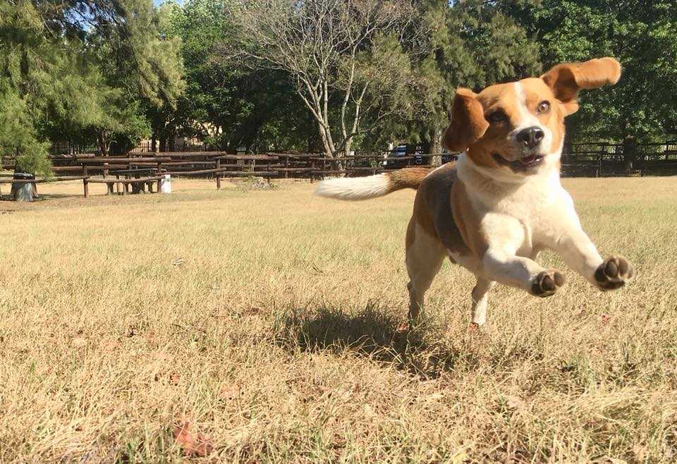 Happy dog at Pin Oaks