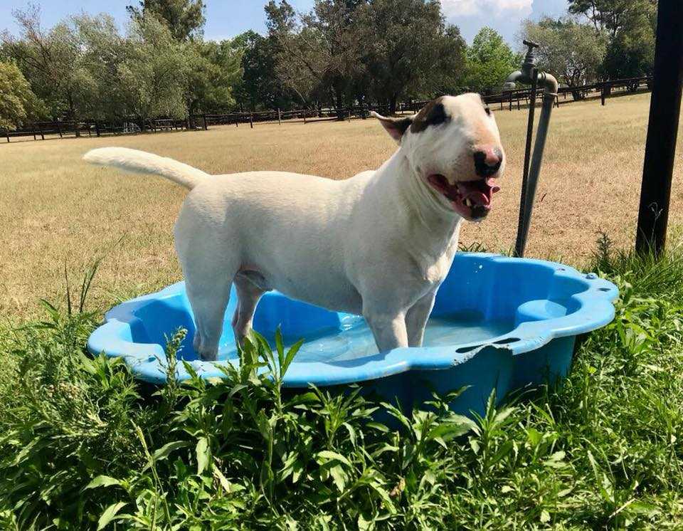 Happy dog at Pin Oaks