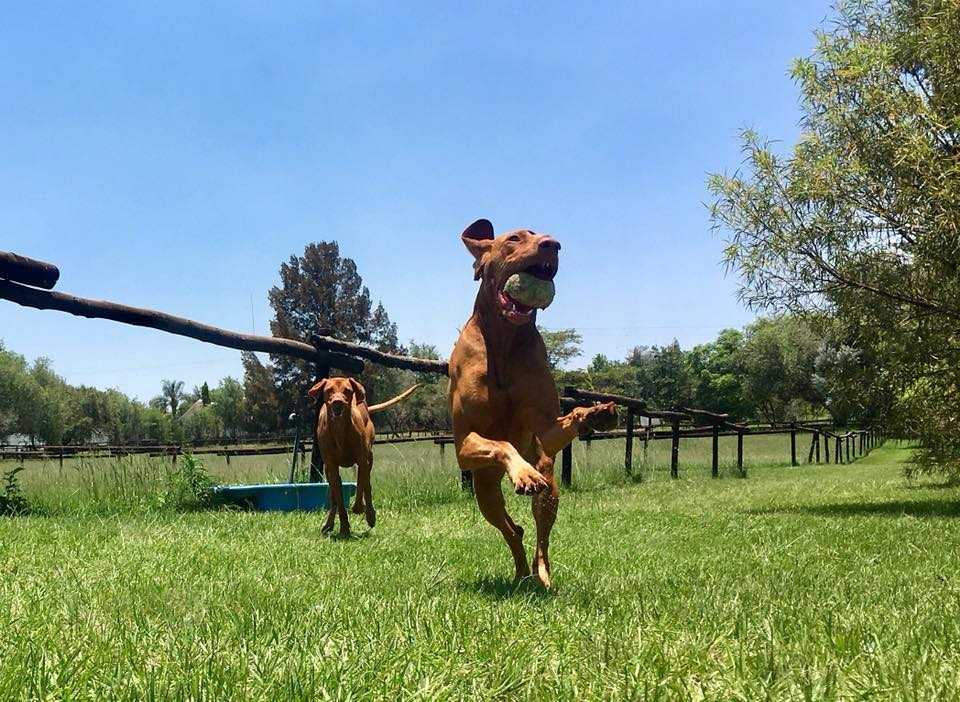 Happy dog at Pin Oaks