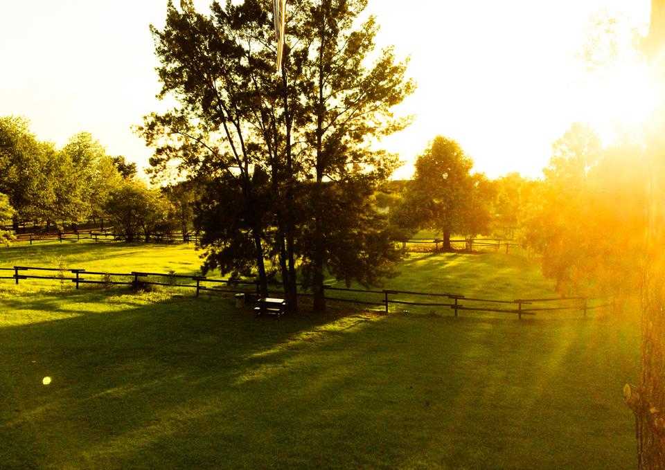 Golden evening light over the Pin Oaks paddocks